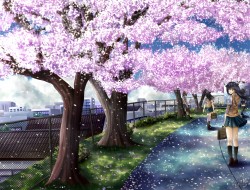 cherry blossoms, ilolamai…